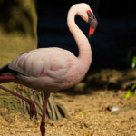 Flamingo :)
